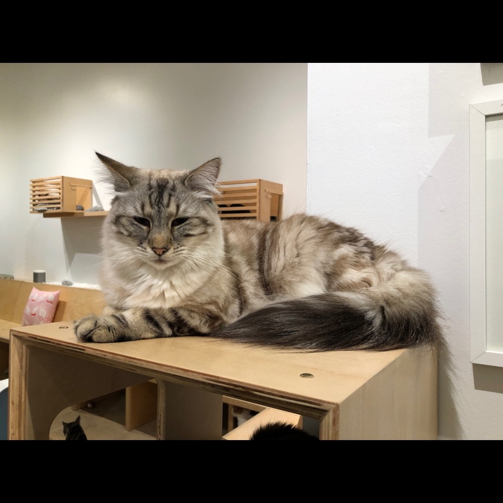 Meet your Posher, Ophelia